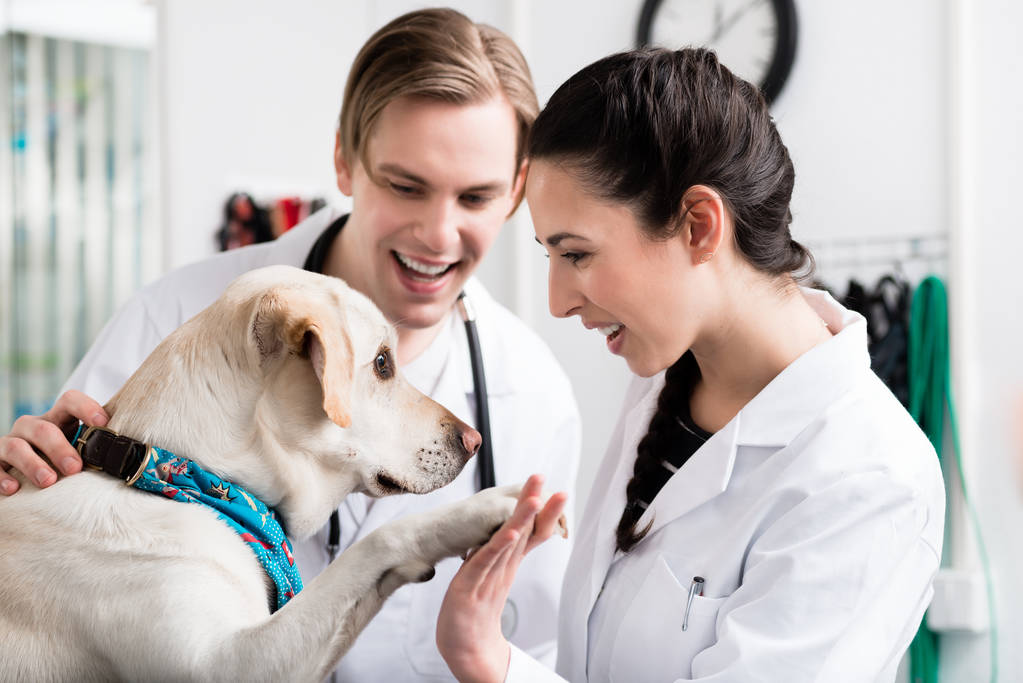 dog giving handshake to a veterinarian in Eaton Australia 